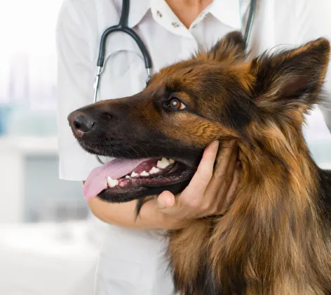 Brown and Black German Shephard is being looked at by a Veterinarian.